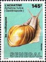 East-African Land Snail (Achatina fulica)