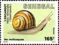 Grove Snail (Helix nemoralis)