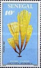 Dictyota atorriaria
