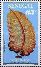 Agarum gmelini