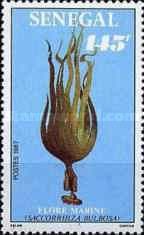 Saccorrhiza bulbosa
