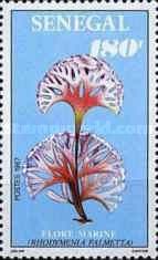 Rhodymenia palmetta