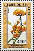 Kapok Tree (Bombax costatum)