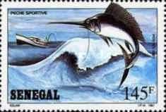 Atlantic Sailfish (Istiophorus albicans)