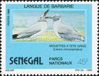 Grey-headed Gull (Larus cirrocephalus)