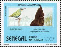Little Bee-eater (Merops pusillus), Long-crested Eagle (Loph