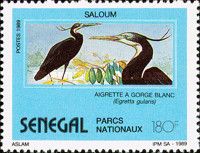 Western Reef-egret (Egretta gularis)