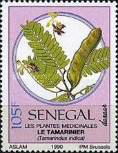 Tamarind (Tamarindus indica)