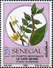 Negro-coffee (Cassia occidentalis)