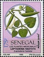 Leptadenia hastata