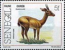 Oribi (Ourebia ourebi) of Niokolo-Koba