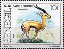 Dorcas Gazelle (Gazella dorcas) of Djouj