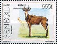 Western Hartebeest (Alcelaphus buselaphus major) of Niokolo-