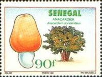 Cashew Tree (Anacardium occidentale)