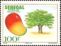 Mango Tree (Mangifera indica)