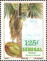 Borassus or Palmyra Palm (Borassus flabellifer)