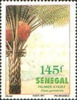 African Oil Palm (Elaeis guineensis)
