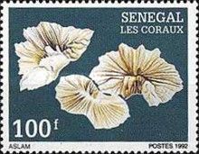 Mushroom Coral