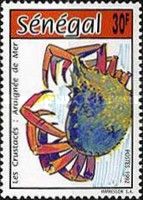 Spider Crab (Maja brachydactyla)