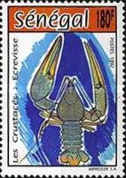 Crayfish (Astacidae sp.)