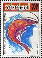 Giant Prawn (Penaeus monodon)