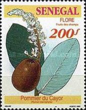 Gingerbread Plum or Cayor-apple (Parinari macrophylla)