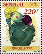 Barbary Fig (Opuntia ficus-indica)