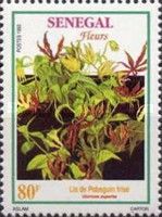 Glory Lily (Gloriosa superba)
