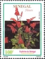 Coral Tree (Erythrina senegalensis)