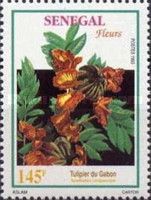 African Tulip Tree (Spathodea campanulata)