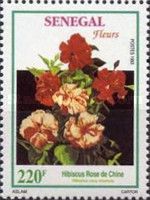 Chinese Hibiscus (Hibiscus rosa sinensis)