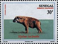 Spotted Hyena (Crocuta crocuta)