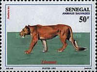 Lion (Panthera leo)