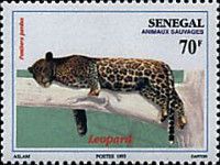Leopard (Panthera pardus)