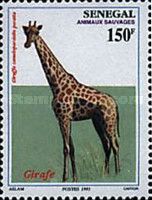 West African Giraffe (Giraffa camelopardalis peralta)