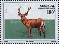 Red Deer (Cervus sp.)