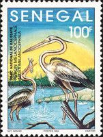Purple Heron (Ardea melanocephala); see description
