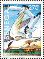 Caspian Tern (Hydroprogne caspia)