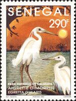 Western Reef Heron (Egretta gularis)