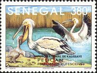 Pink-backed Pelican (Pelecanus rufescens)