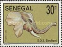 African Elephant (Loxodonta africana)