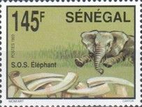 African Elephant (Loxodonta africana)