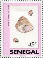 Black African Nerite (Nerita senegalensis)
