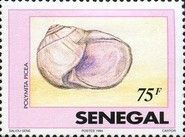 Cuban Land Snail (Polymita picta)