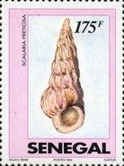 Precious Wentletrap (Scalaria pretiosa)
