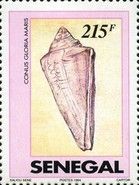 Glory of the Sea Cone (Conus gloriamaris)
