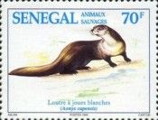 African Clawless Otter (Aonyx capensis)