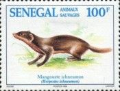 Egyptian Mongoose (Herpestes ichneumon)