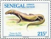 Nile Monitor (Varanus niloticus)