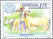Cattle Herding